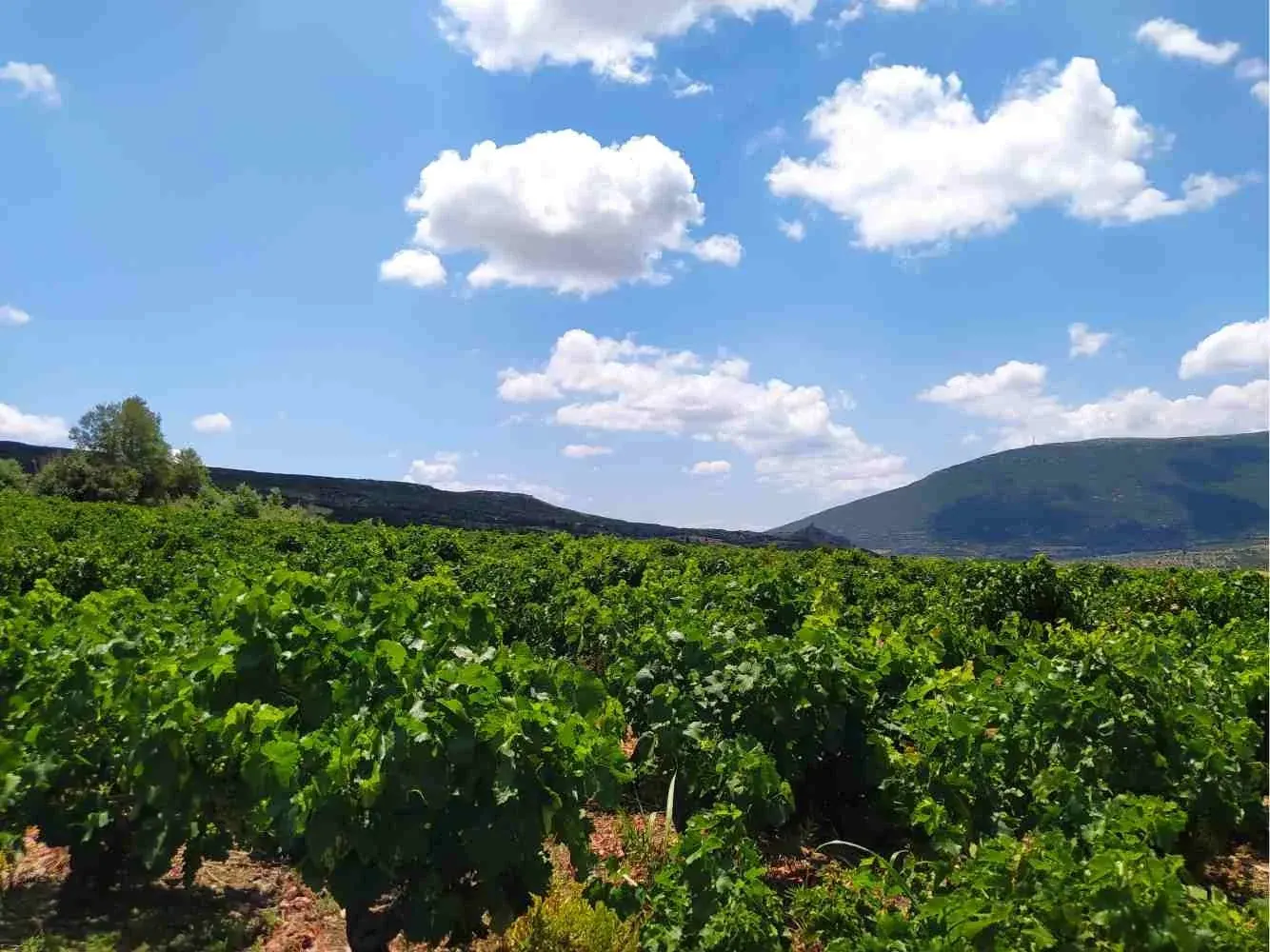 Vineyards in the Valley of the Muses