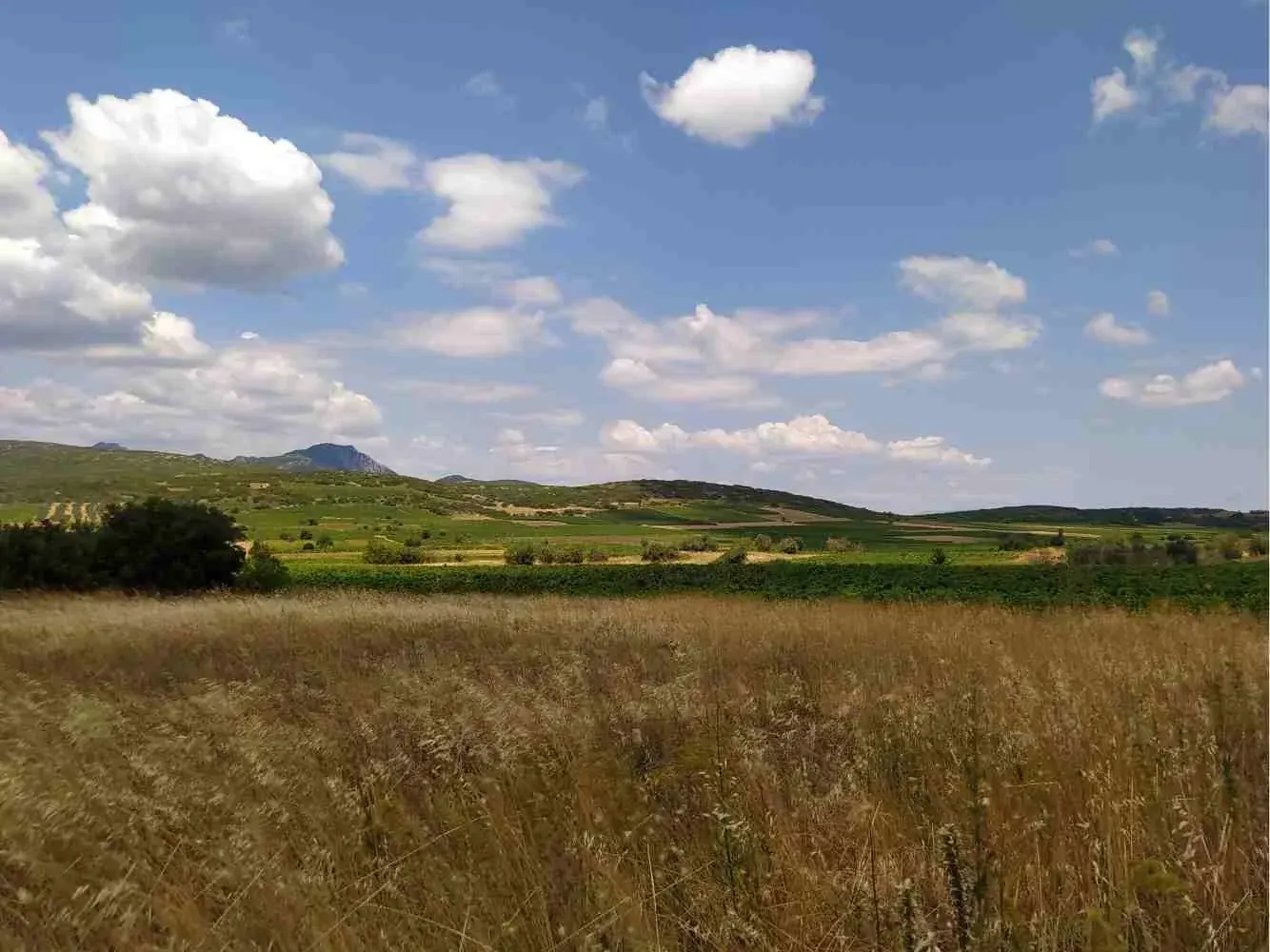 Fields in the Valley of the Muses