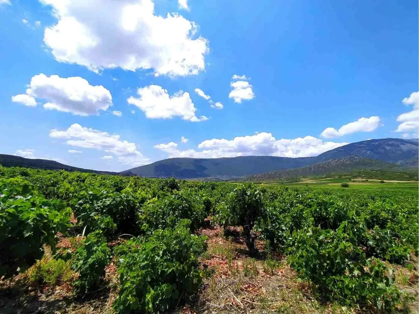 Vineyards and the Helicon landscape