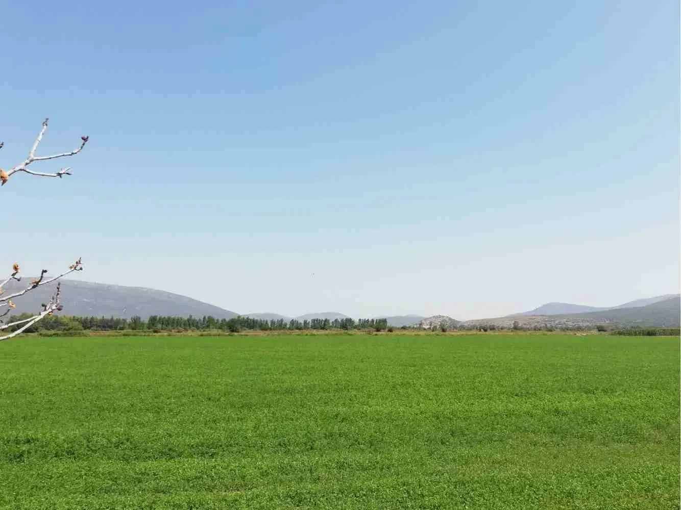 Fields on the Kopais plain