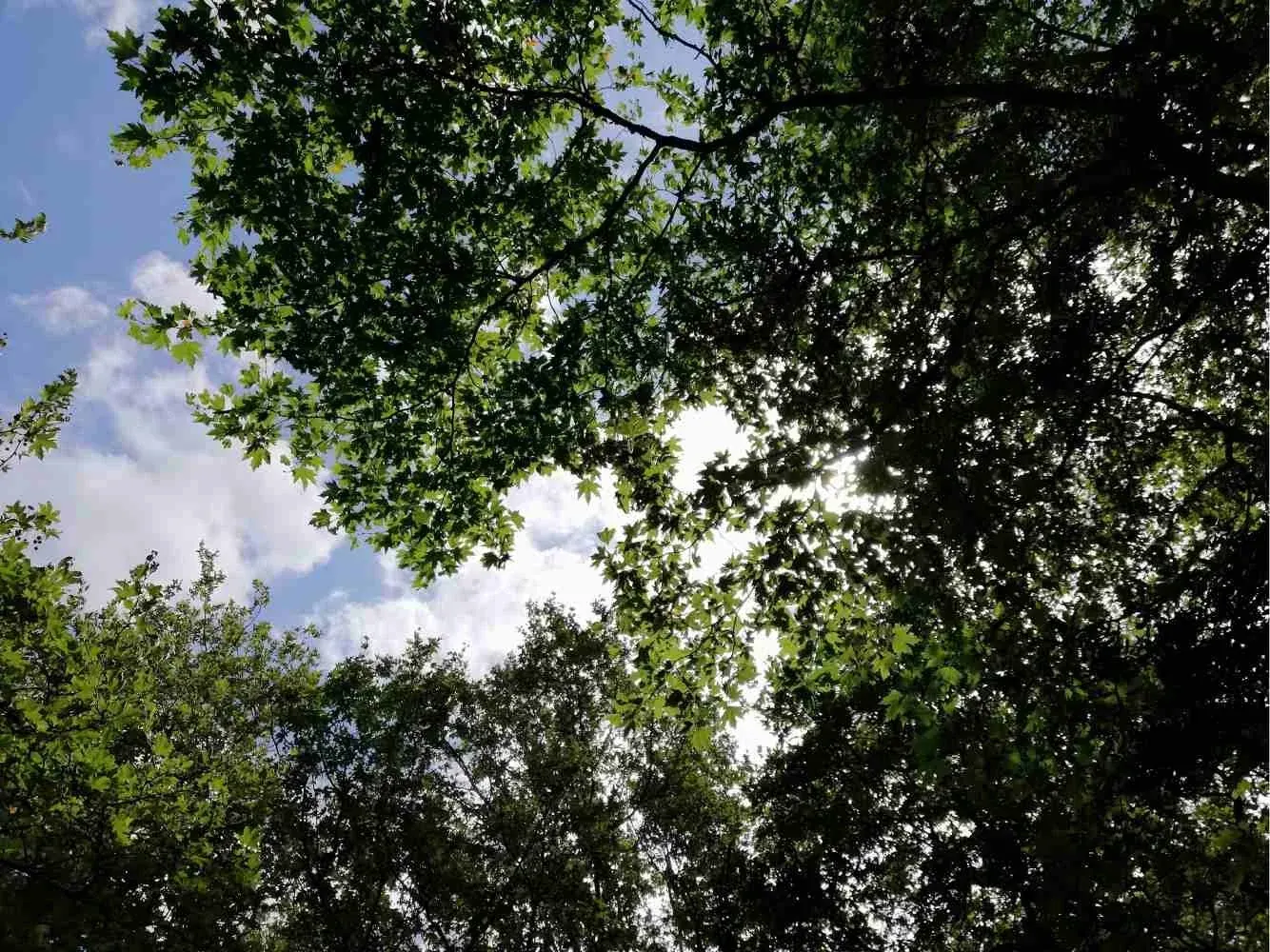 Trees on Helicon