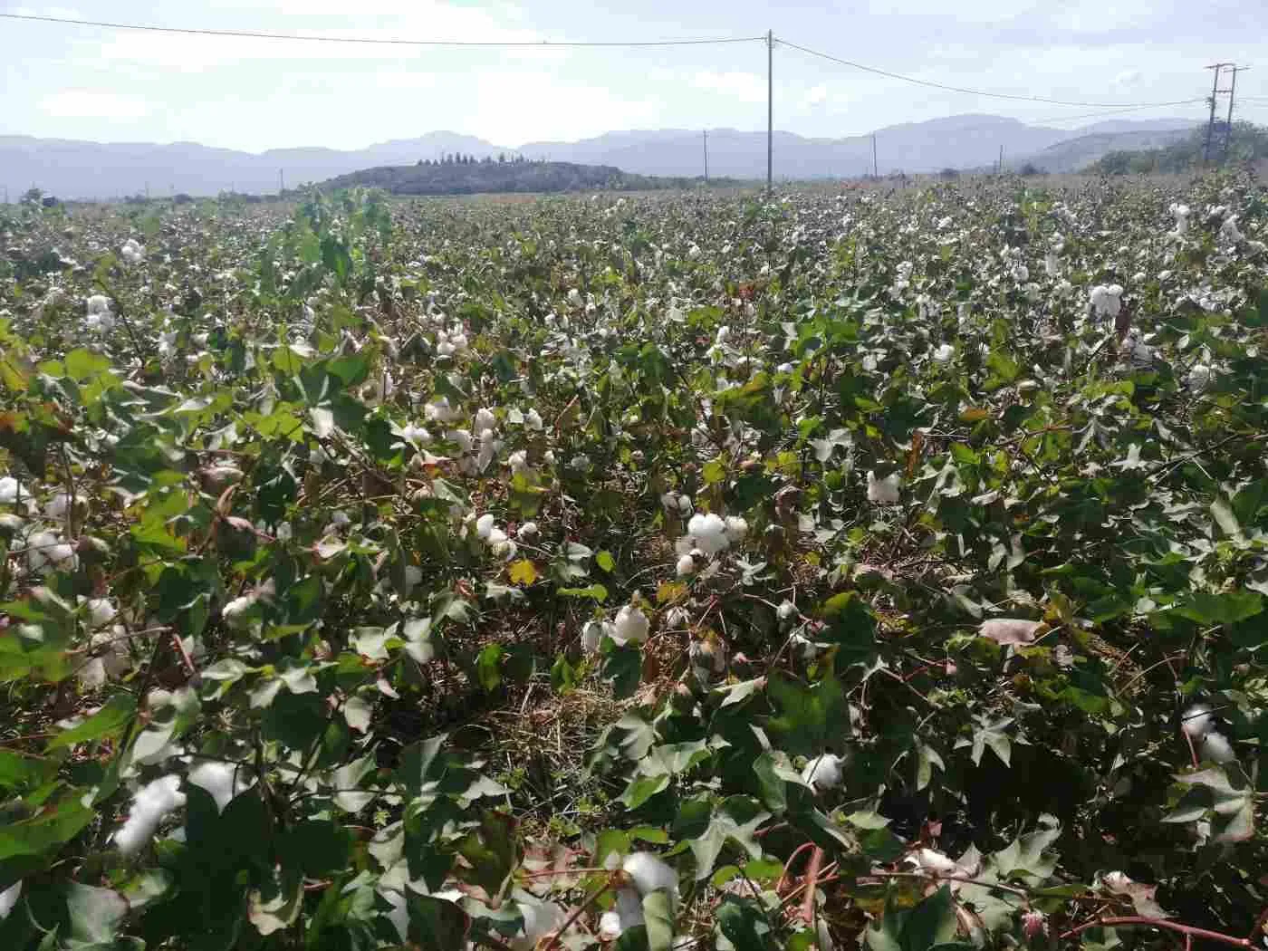 Cotton fields near Orchomenos